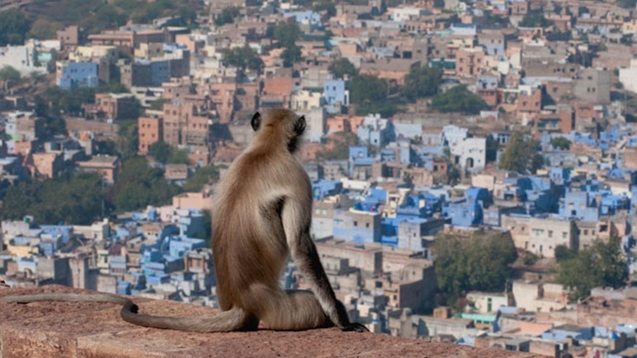 Wildest India