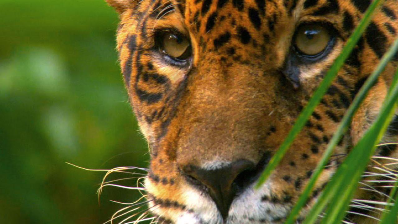 Wild Amazon