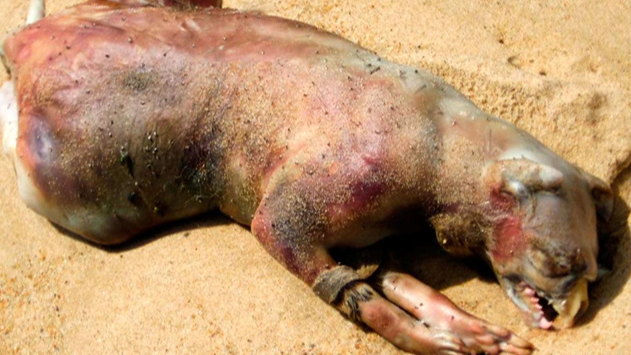 National Geographic Wild X Files
