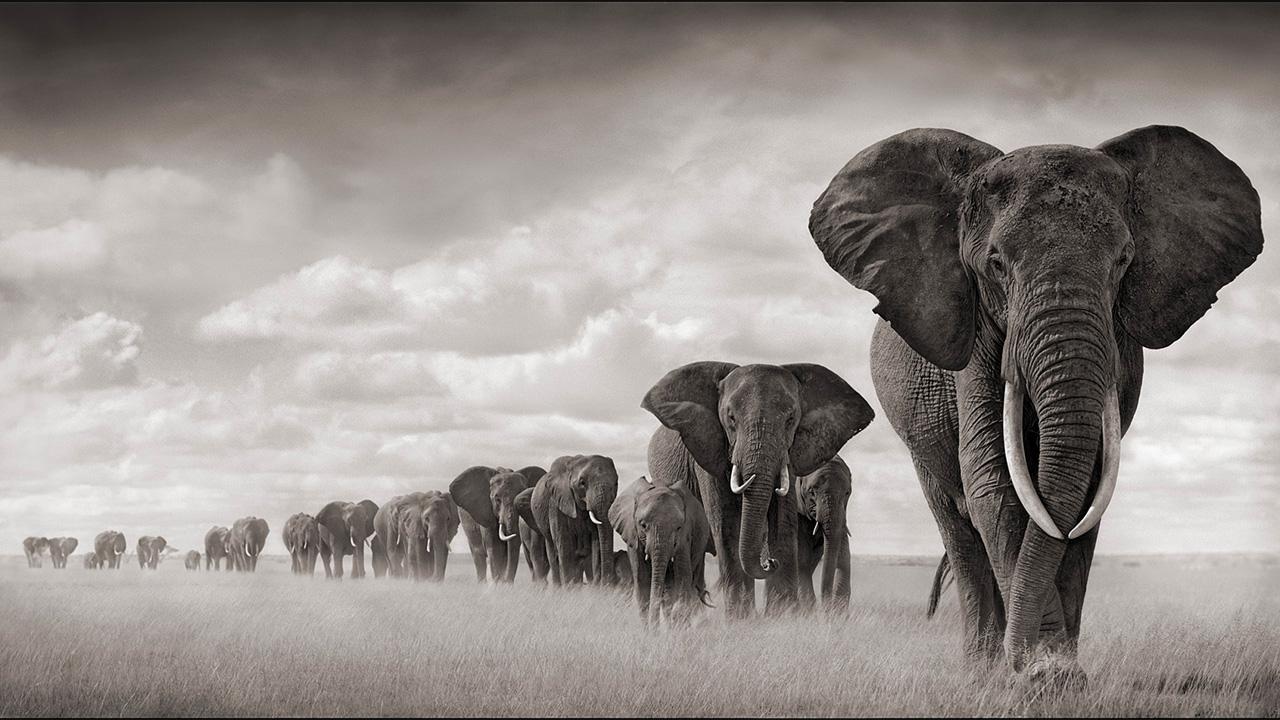 Echo and the Elephants of Amboseli