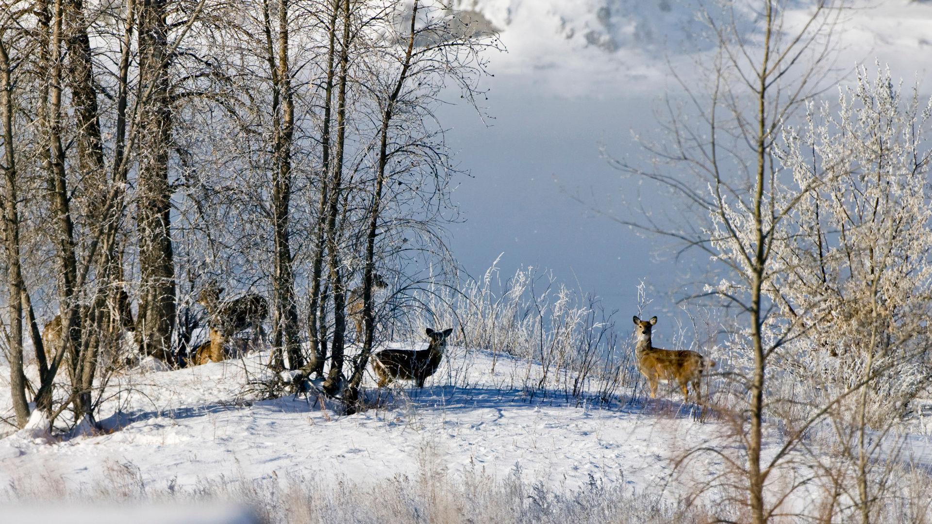 Winterwatch