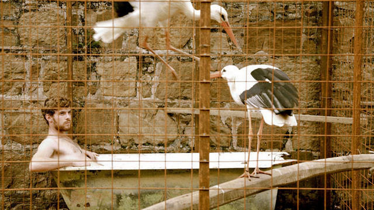 Flight of the Storks