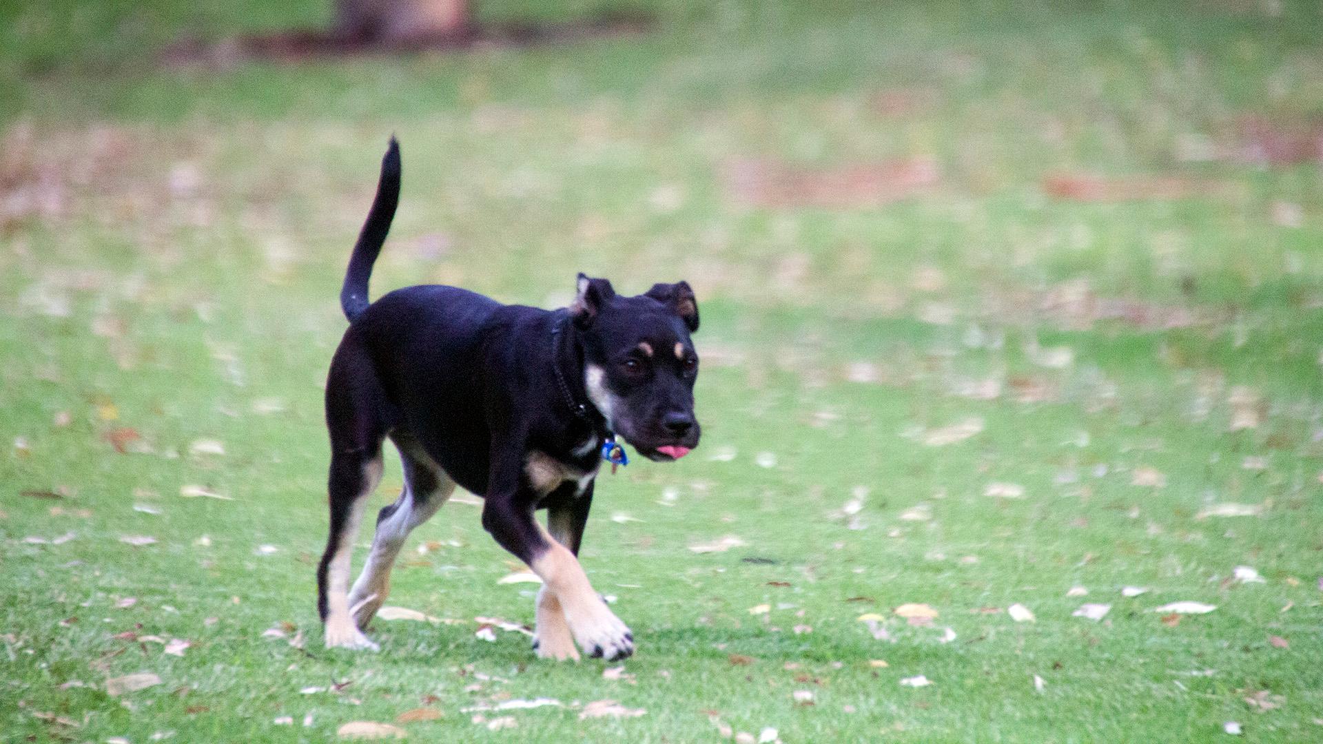 La Vida Secreta de los Perros