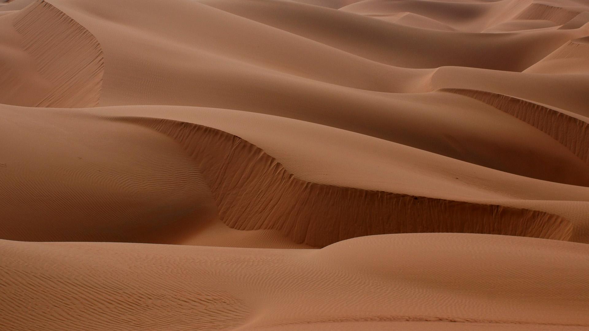 Wild Arabia