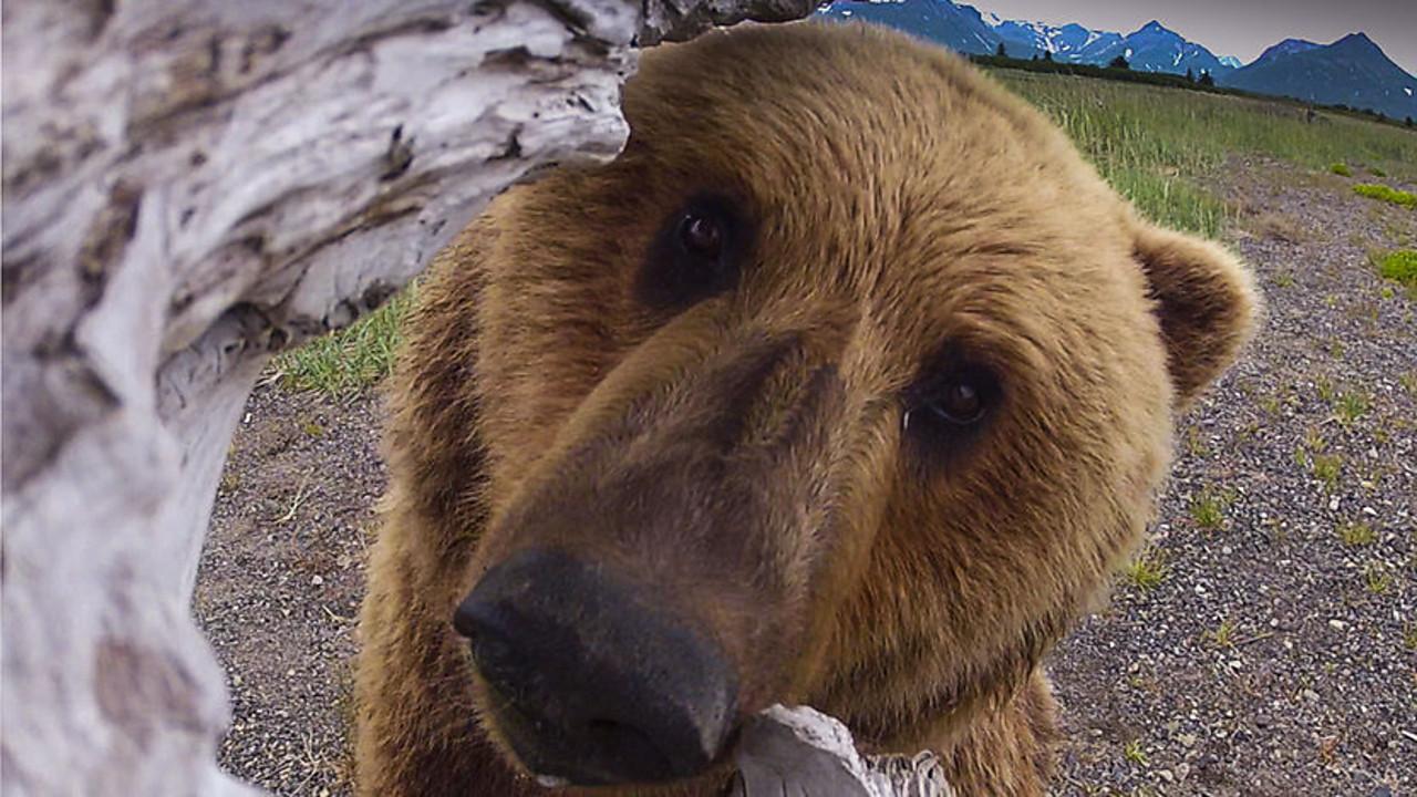Great Bear Stakeout
