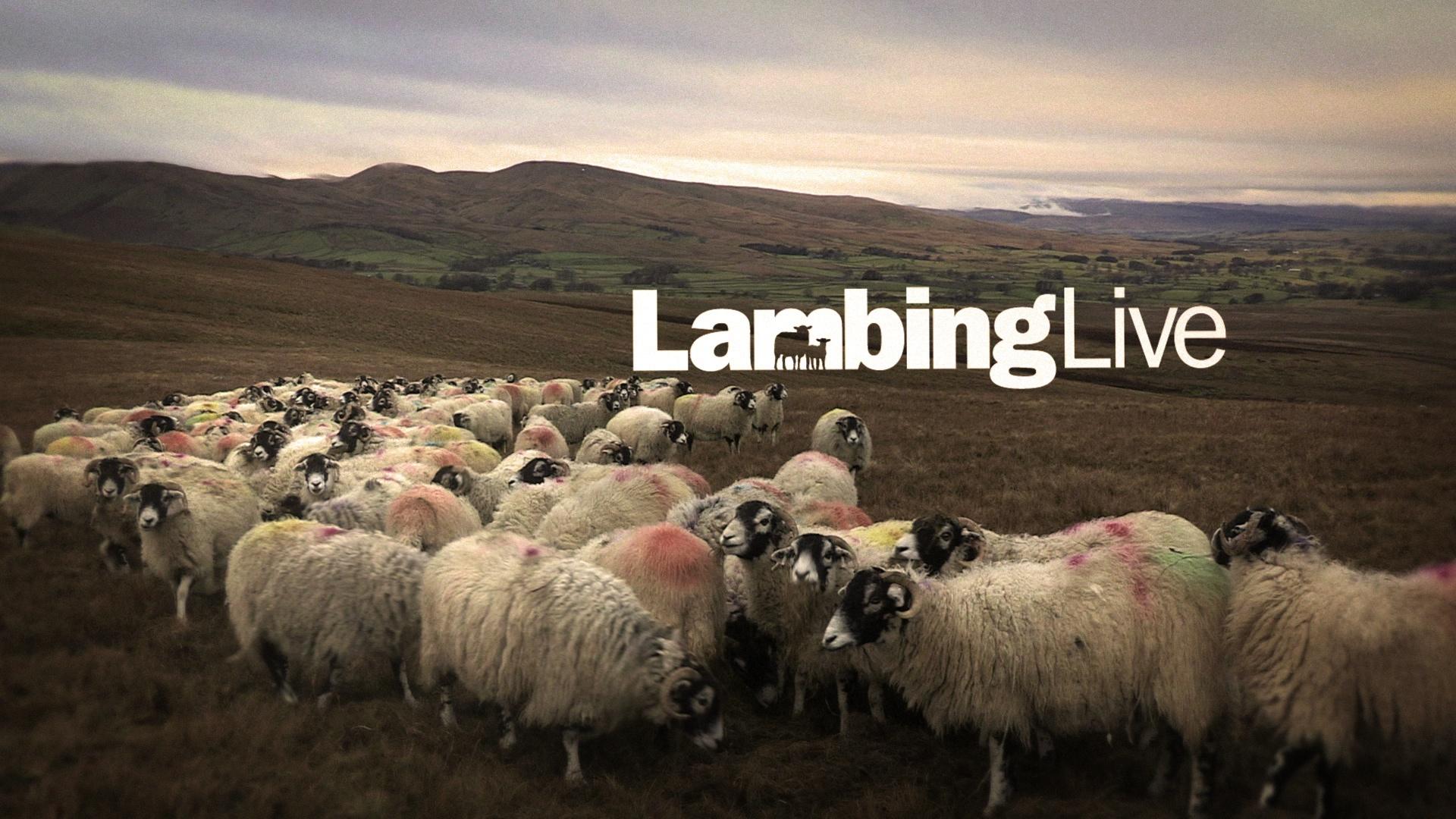 Lambing Live