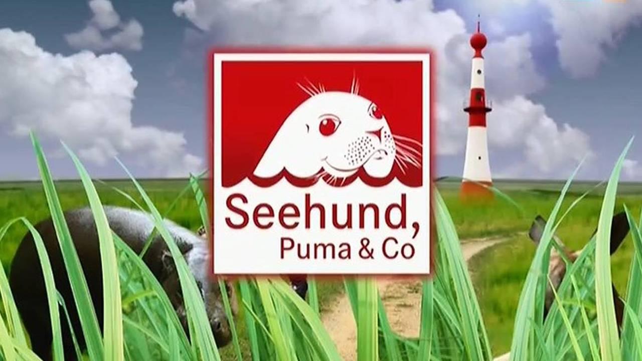Seehund, Puma & Co.