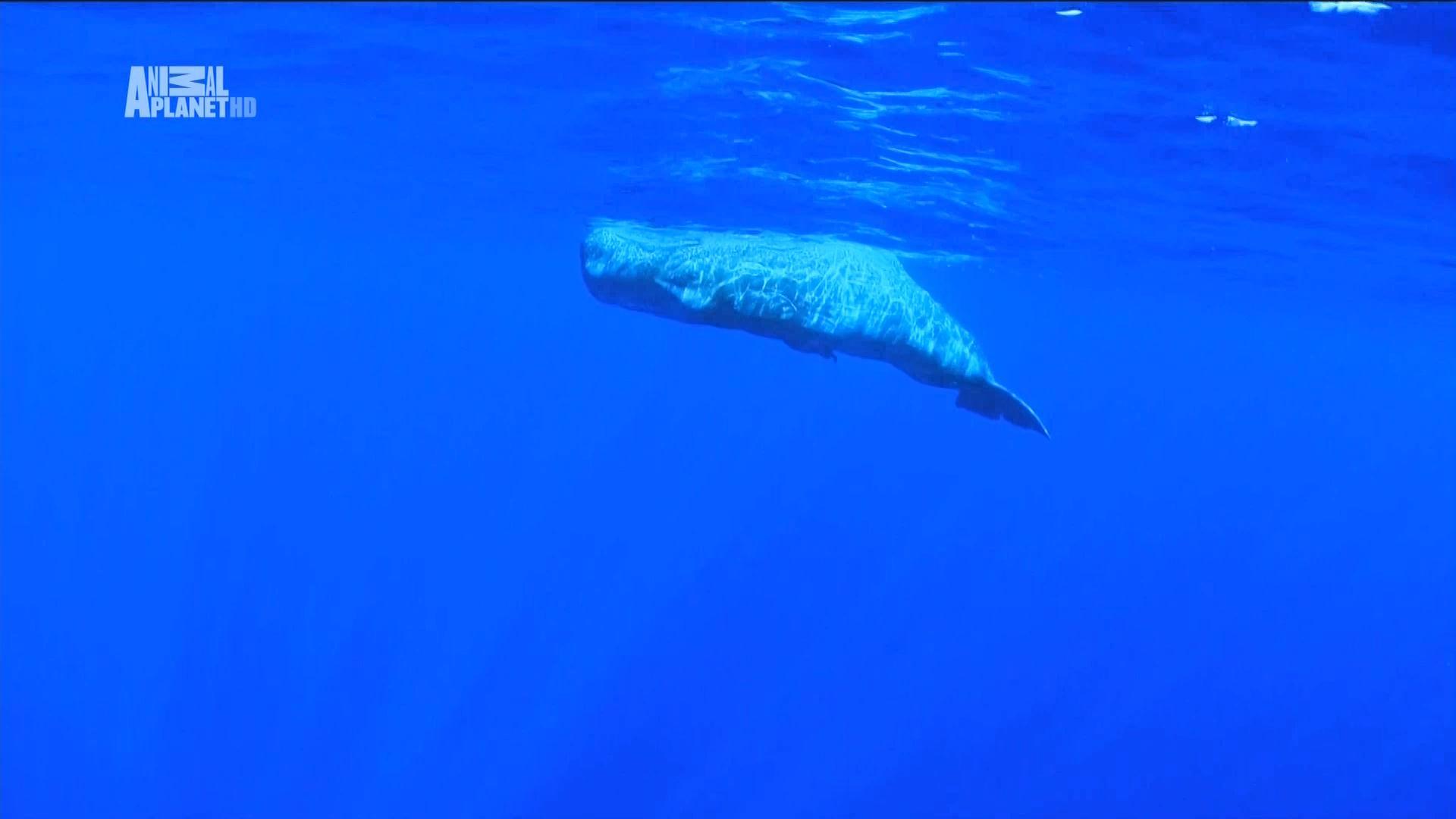 La magia del Gran Azul