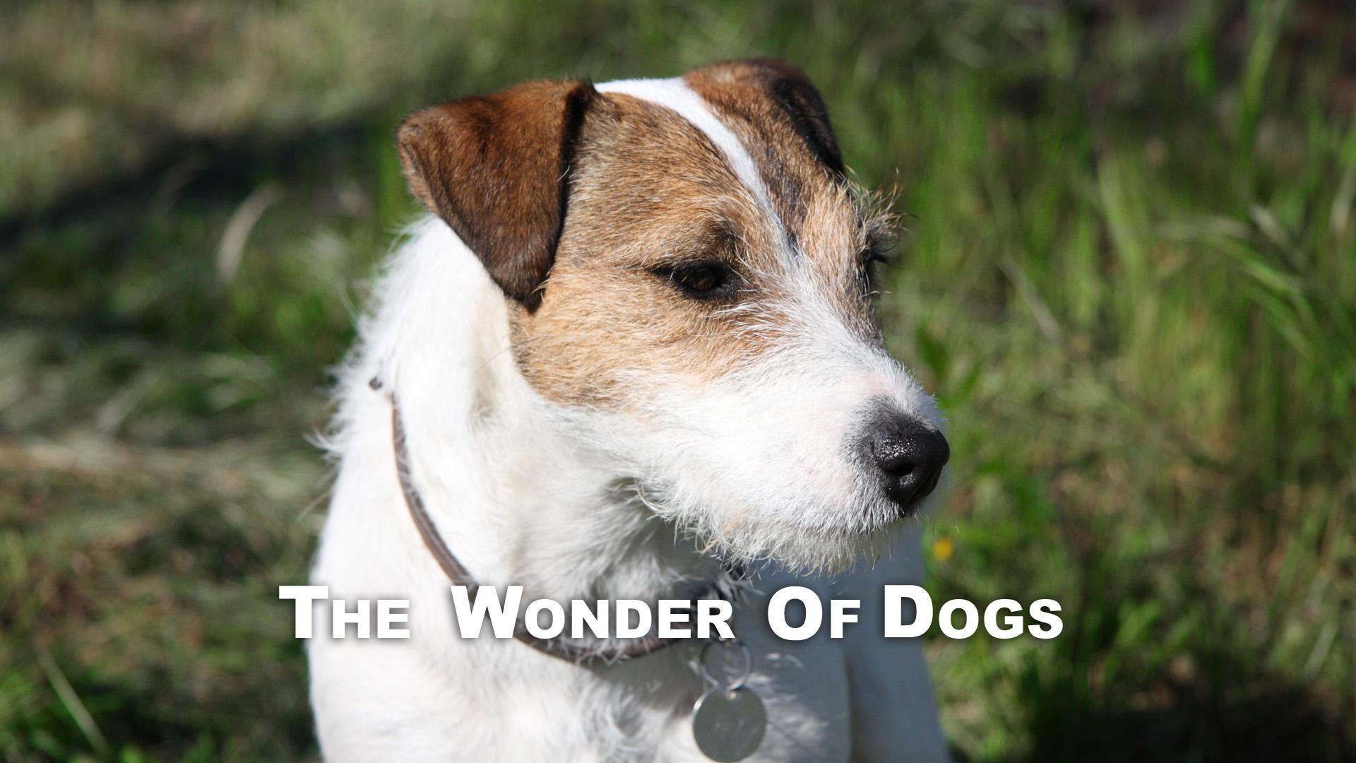 The Wonder of Dogs