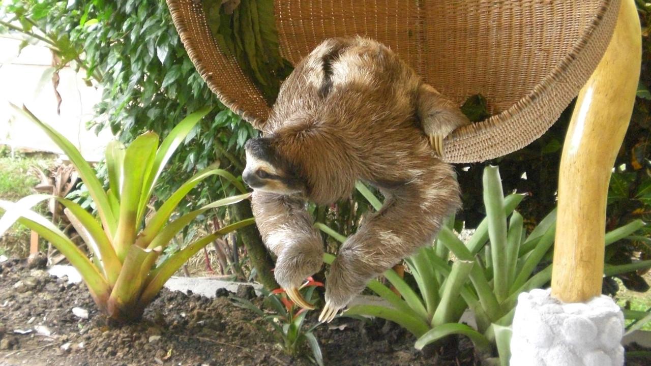 Meet the Sloths
