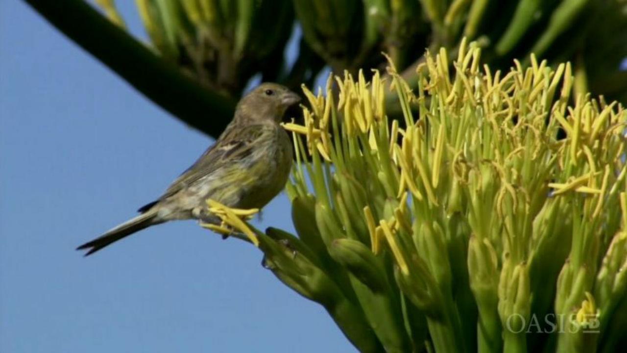 Canary Islands: Biodiversity Redoubts