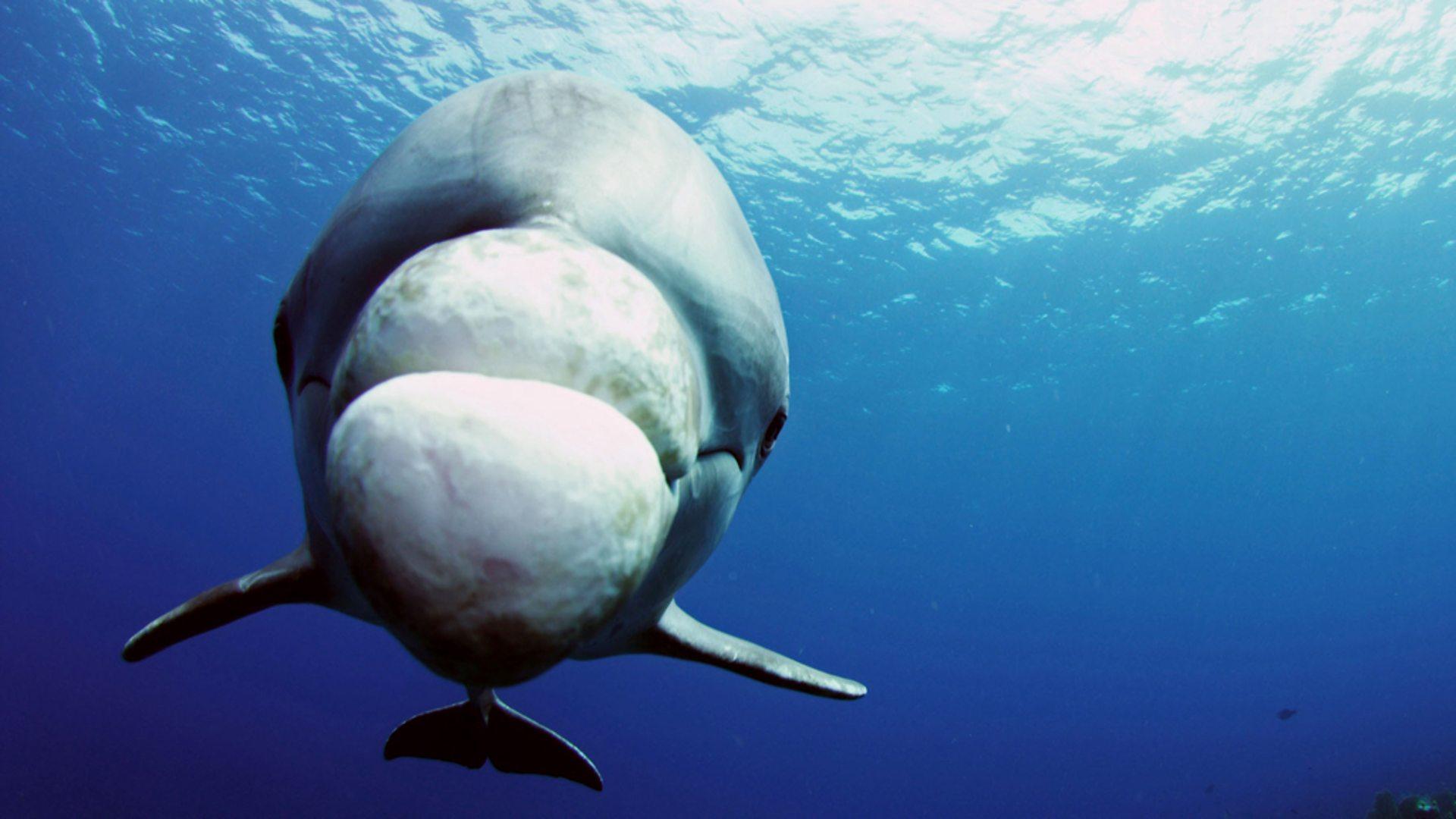 Dolphins - Spy in the Pod