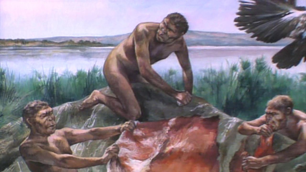 Ape Man: The Story of Human Evolution
