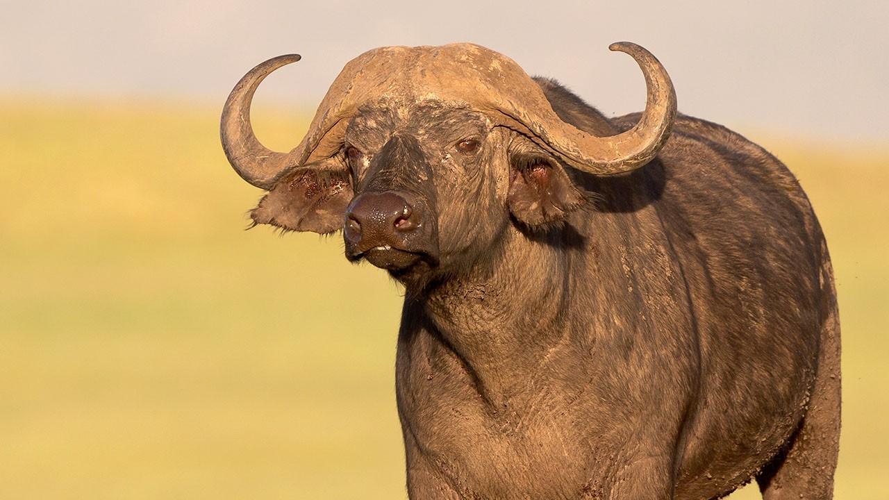 Animals Gone Wild
