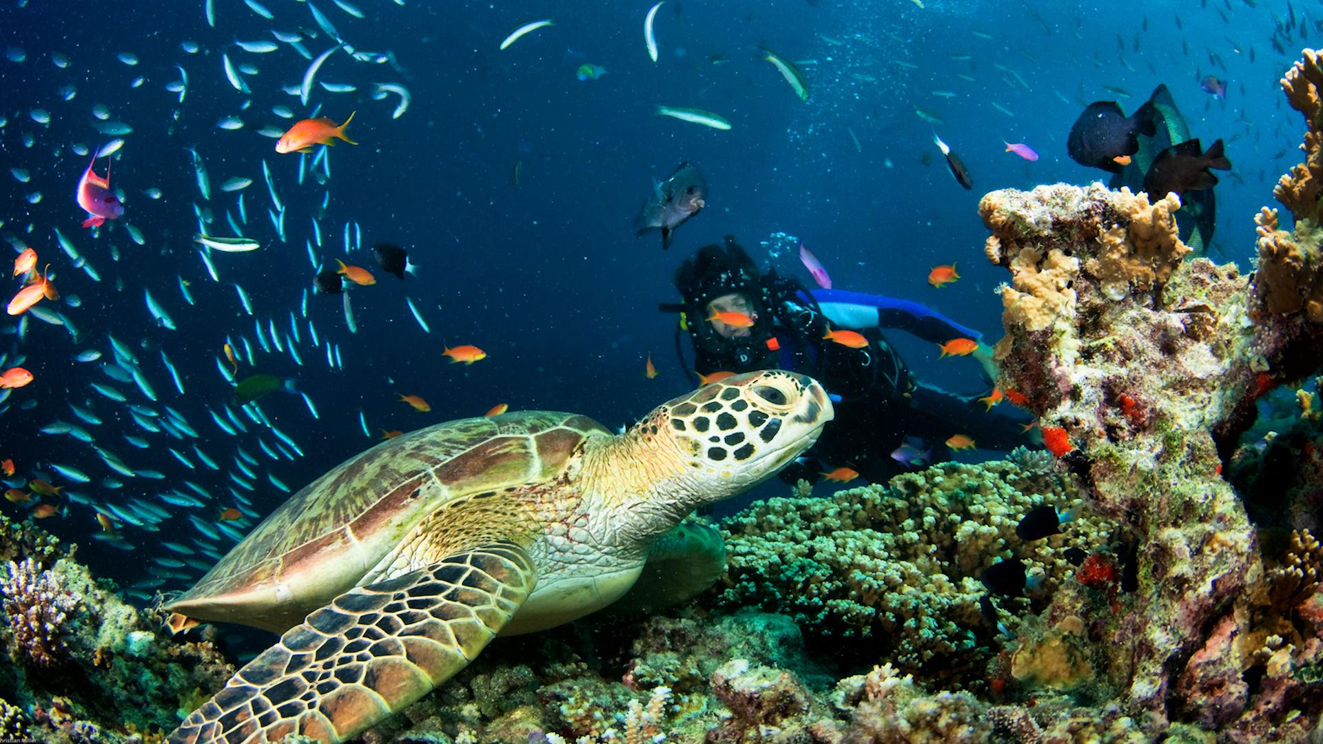Life on the Reef