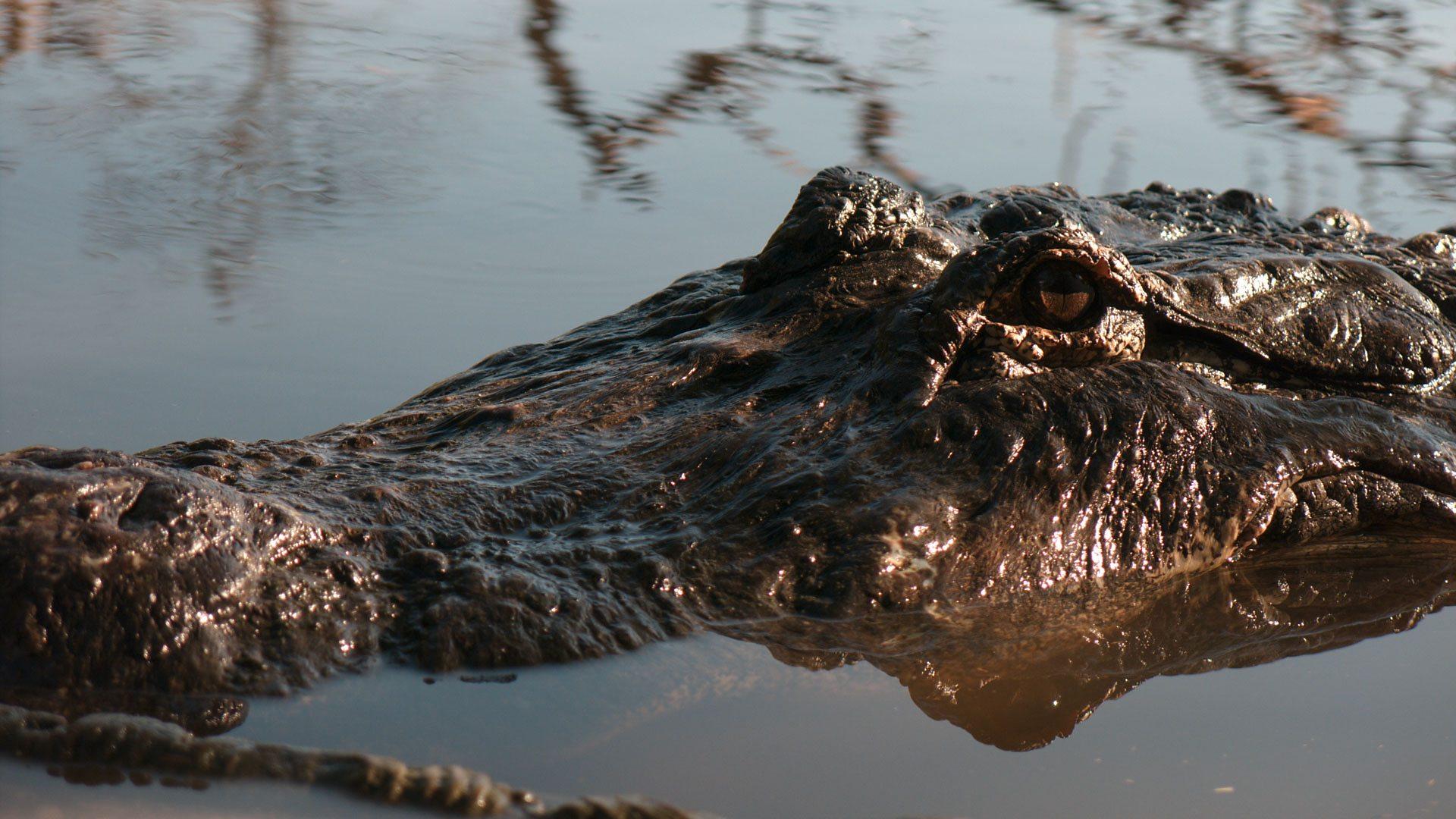 Super Senses: The Secret Power of Animals