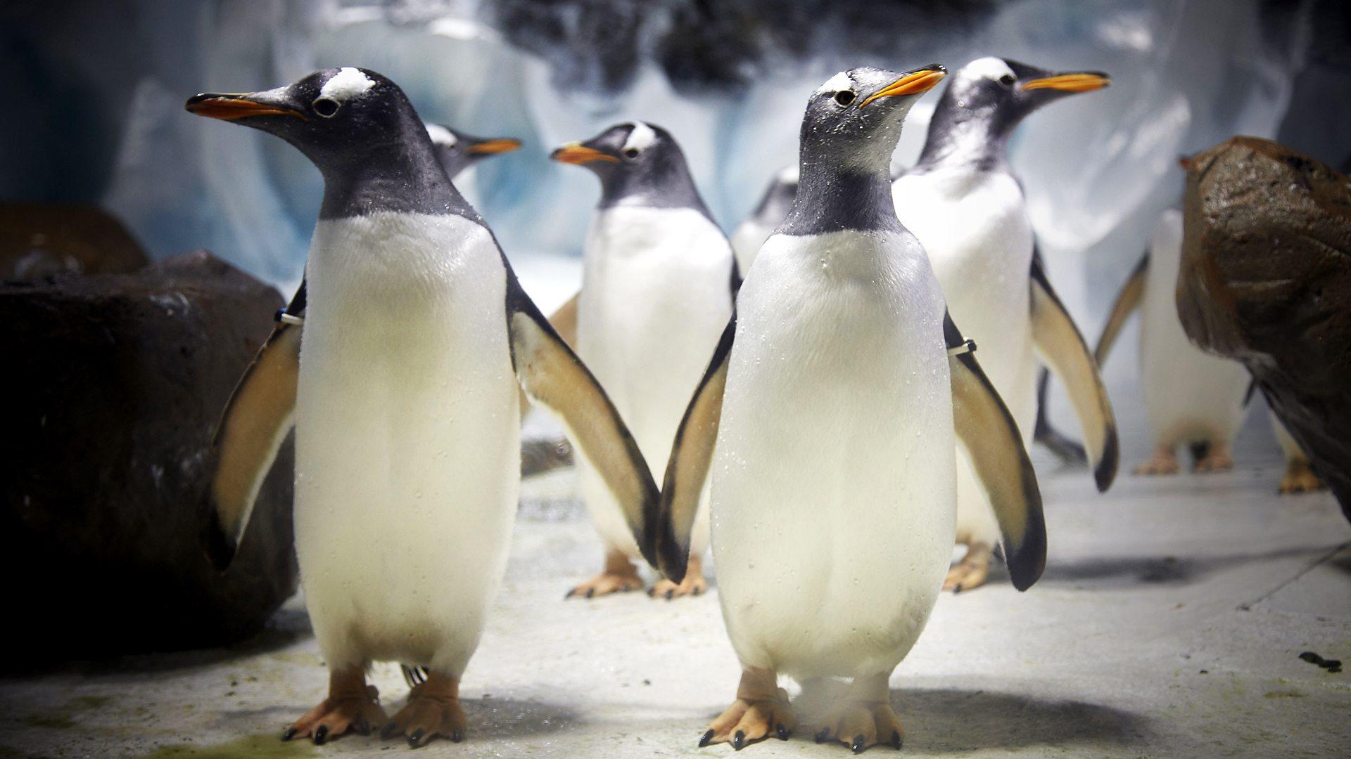 Penguins on a Plane: Great Animal Moves