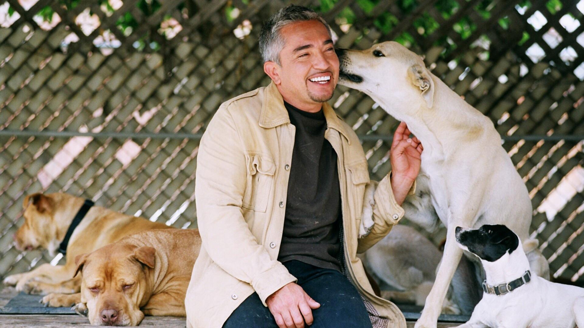 Cesar Millan Mastering Leadership Series