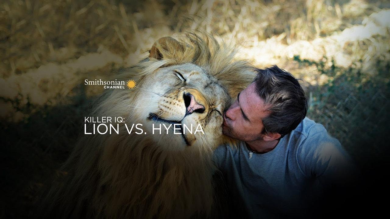 Killer IQ: Lion vs. Hyena