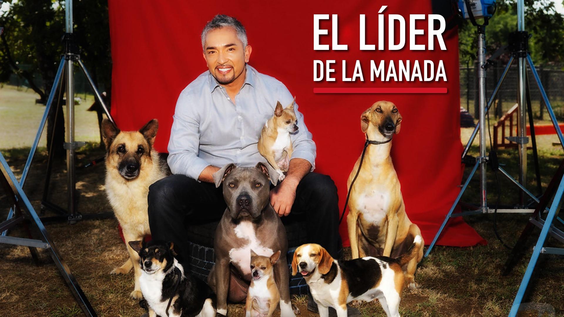 El líder de la manada