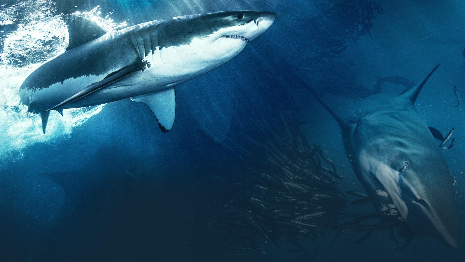 Shark (2015)