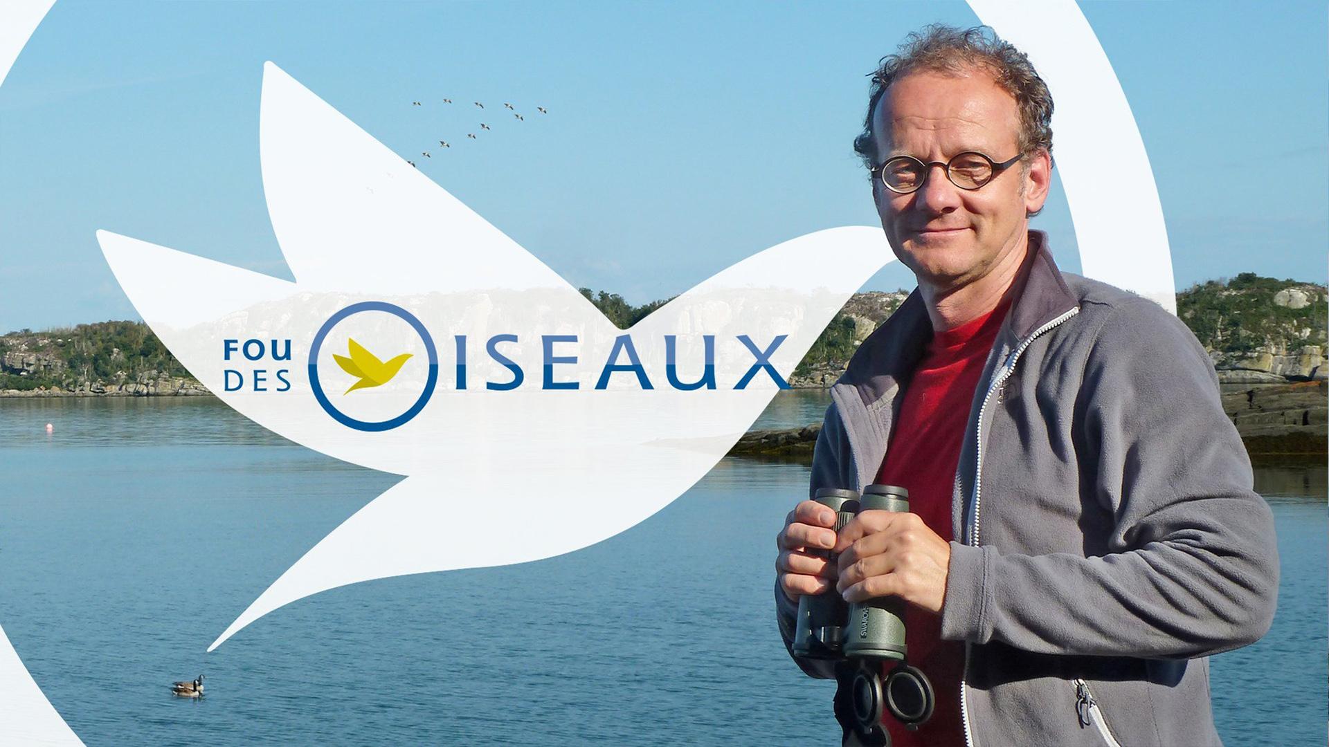 Fou des oiseaux