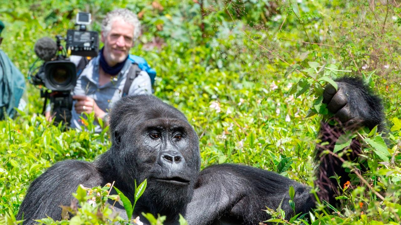 Gorilla Family & Me