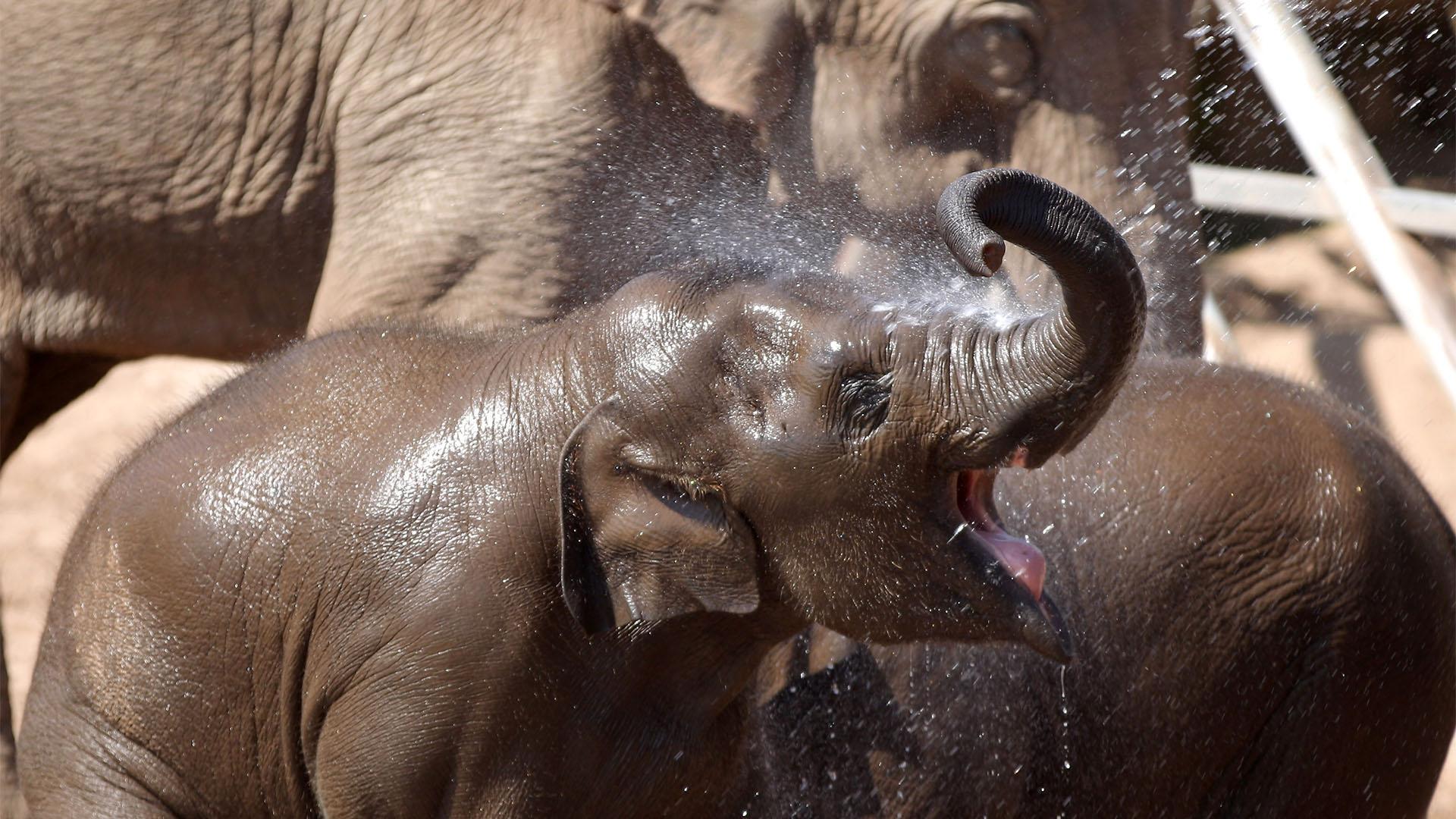 The Secret Life of the Zoo