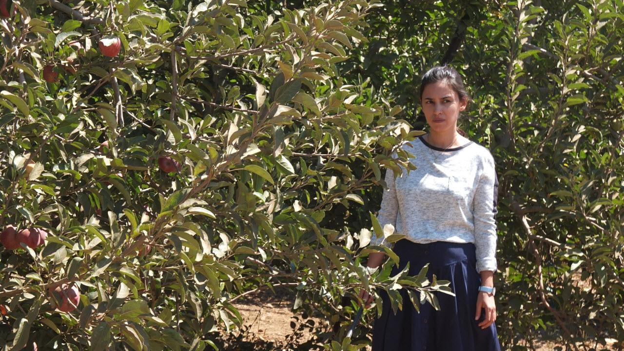 Apples From the Desert