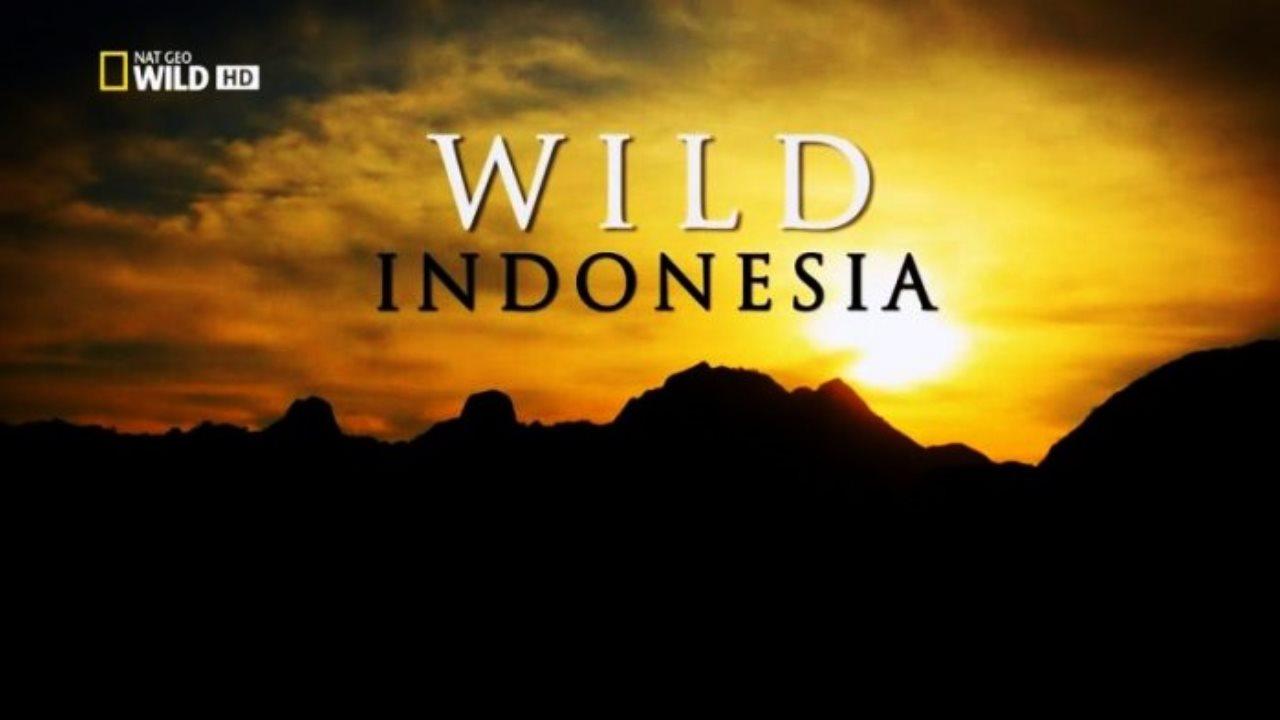 Wildes Indonesien