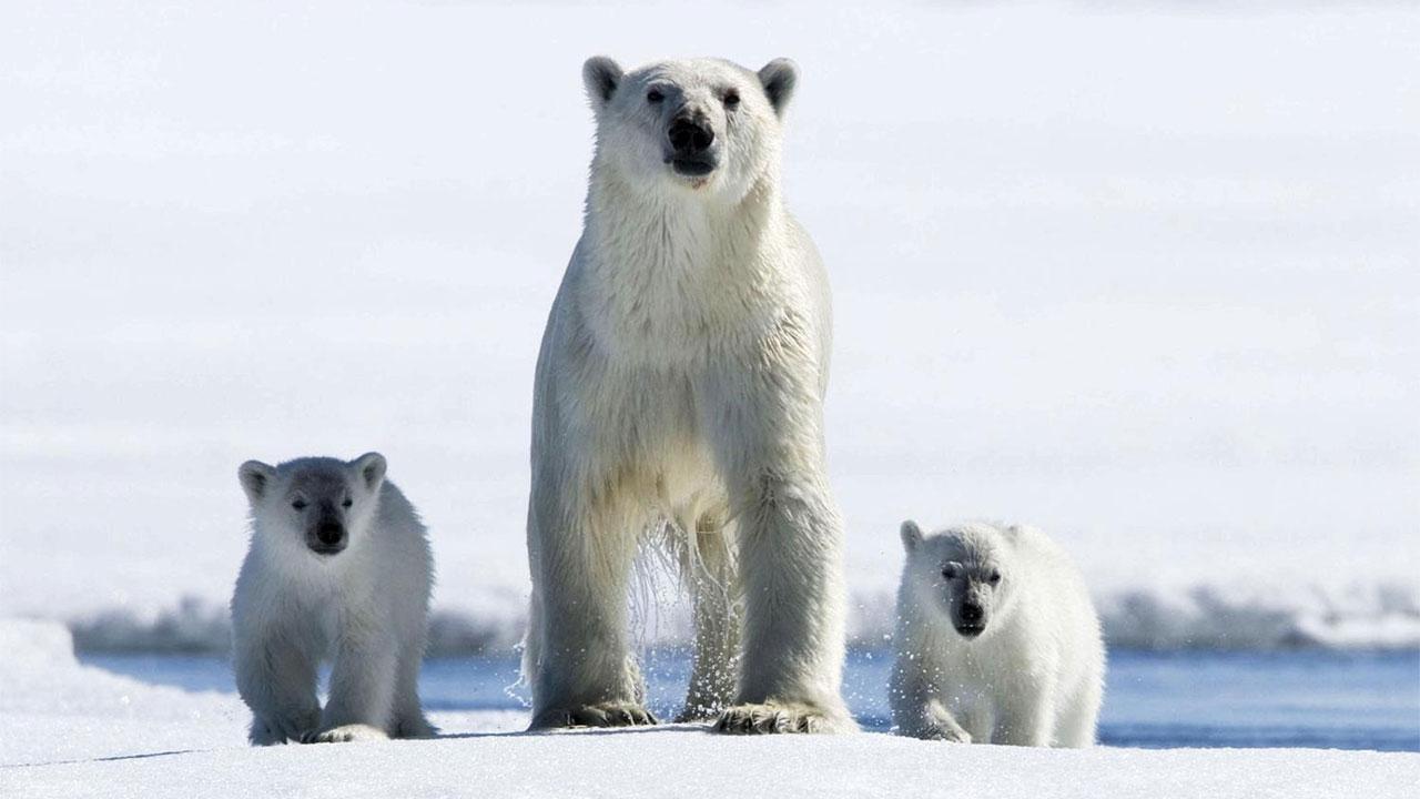 Arctic Live