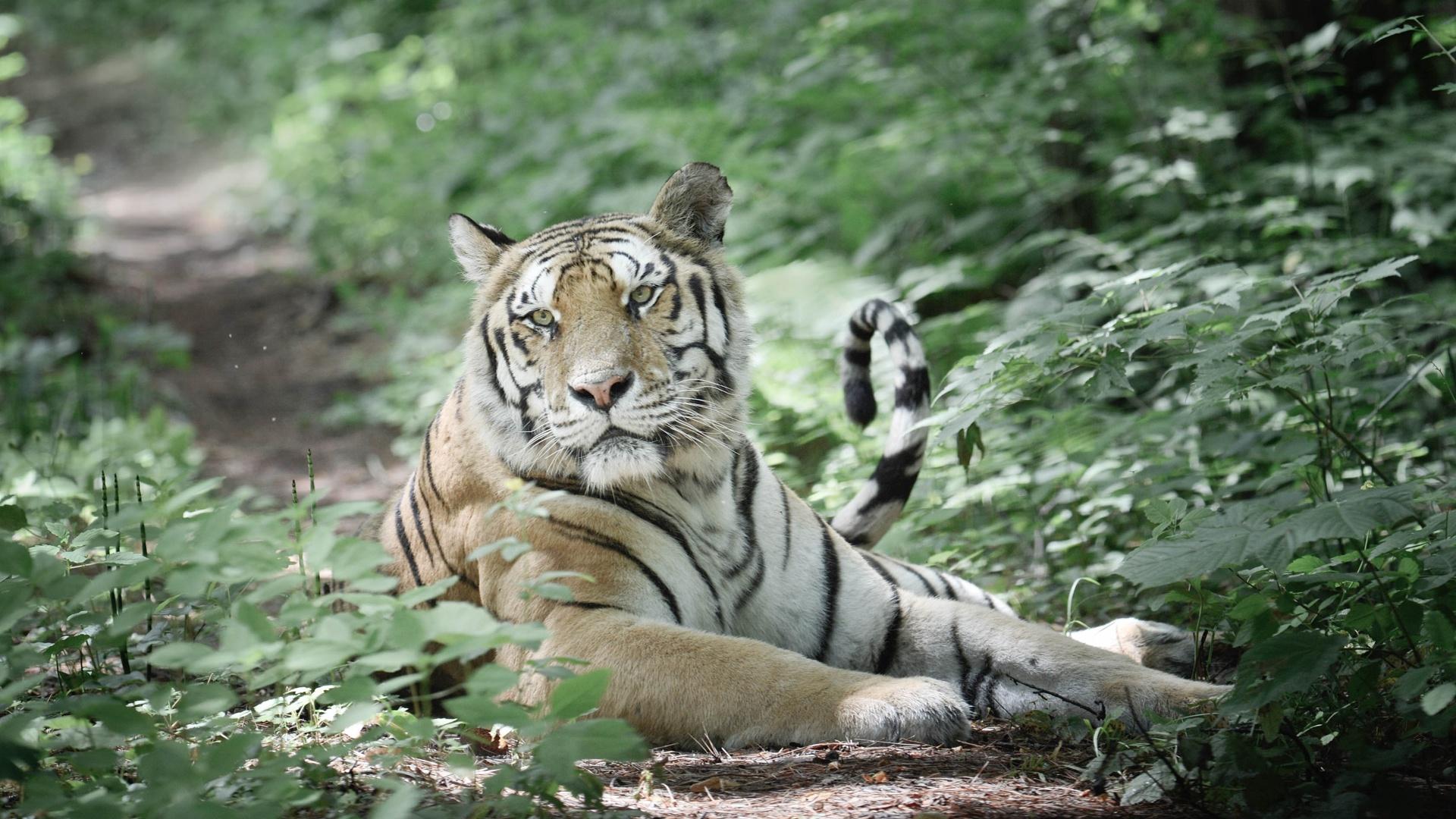 Amur: Asia's Amazon