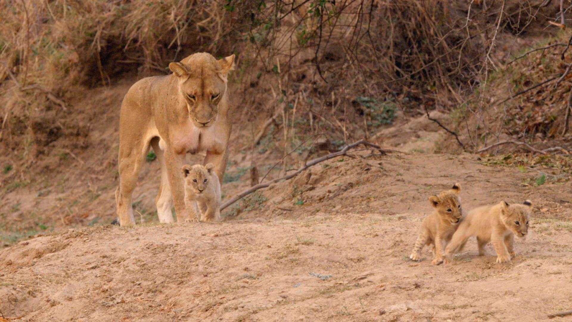 Africa's Hunters
