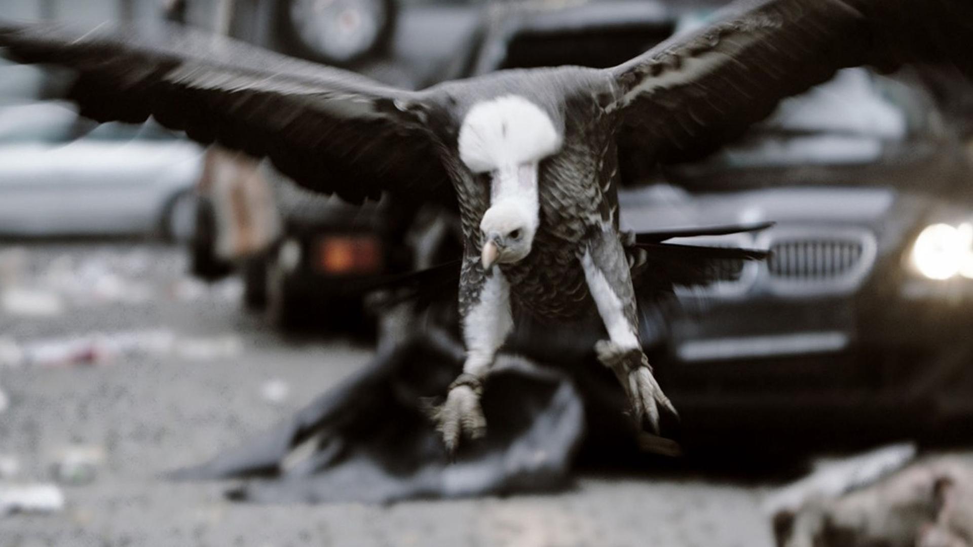 Urban Jungle (2016)