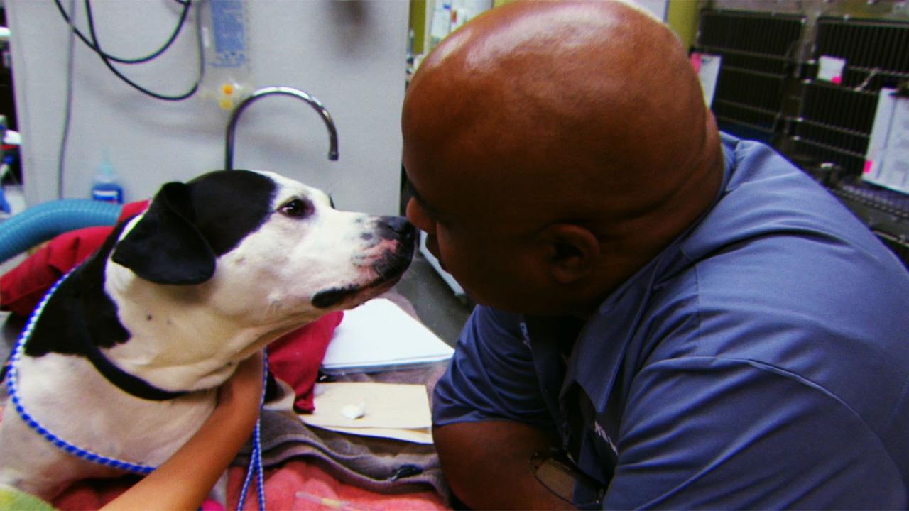 Love and Vets