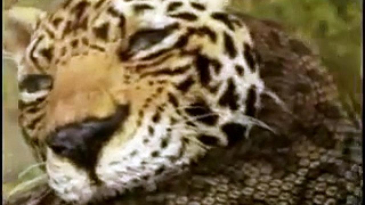 Animal Face-Off