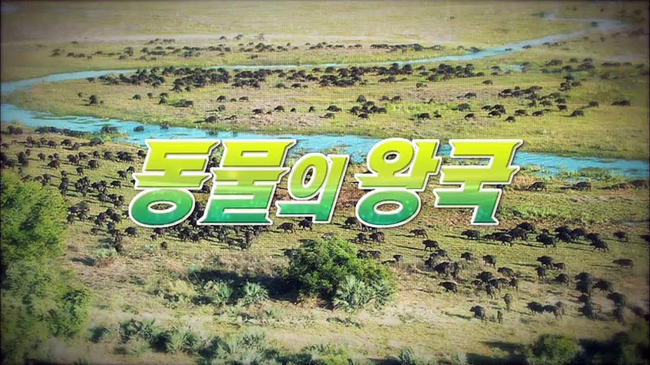 동물의 왕국