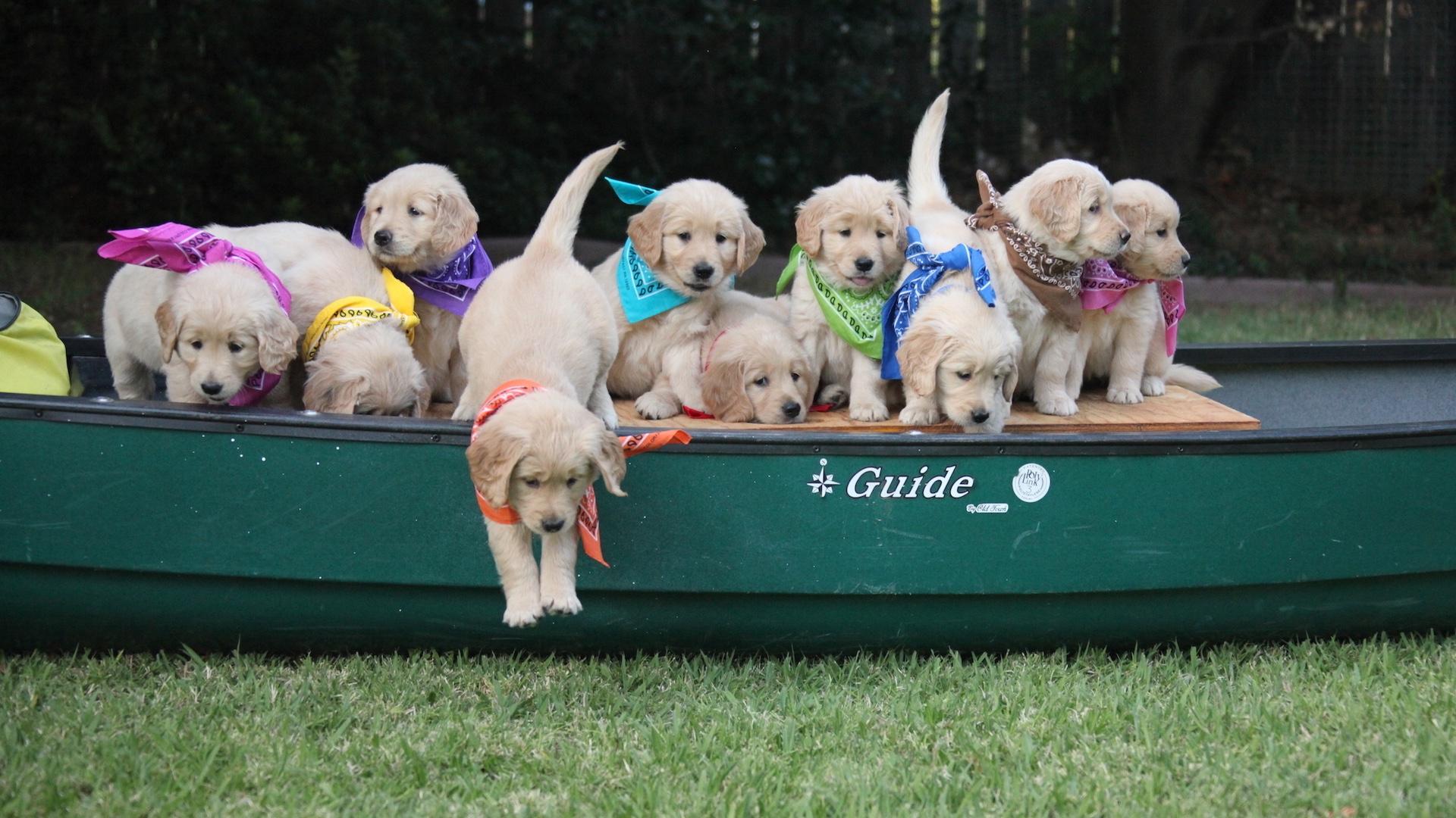 10 Puppies and Us