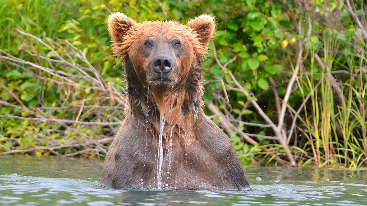 Wild Alaska Live