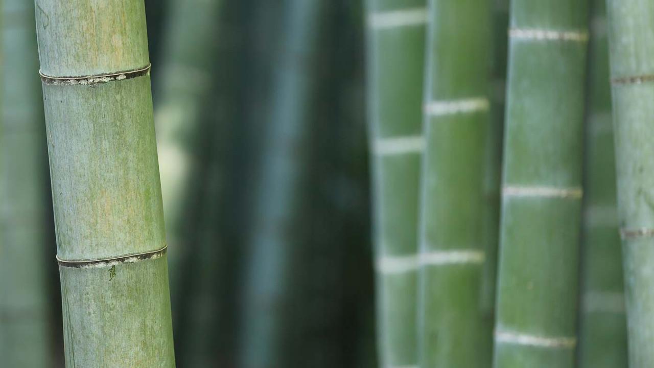 The Sacred Plant