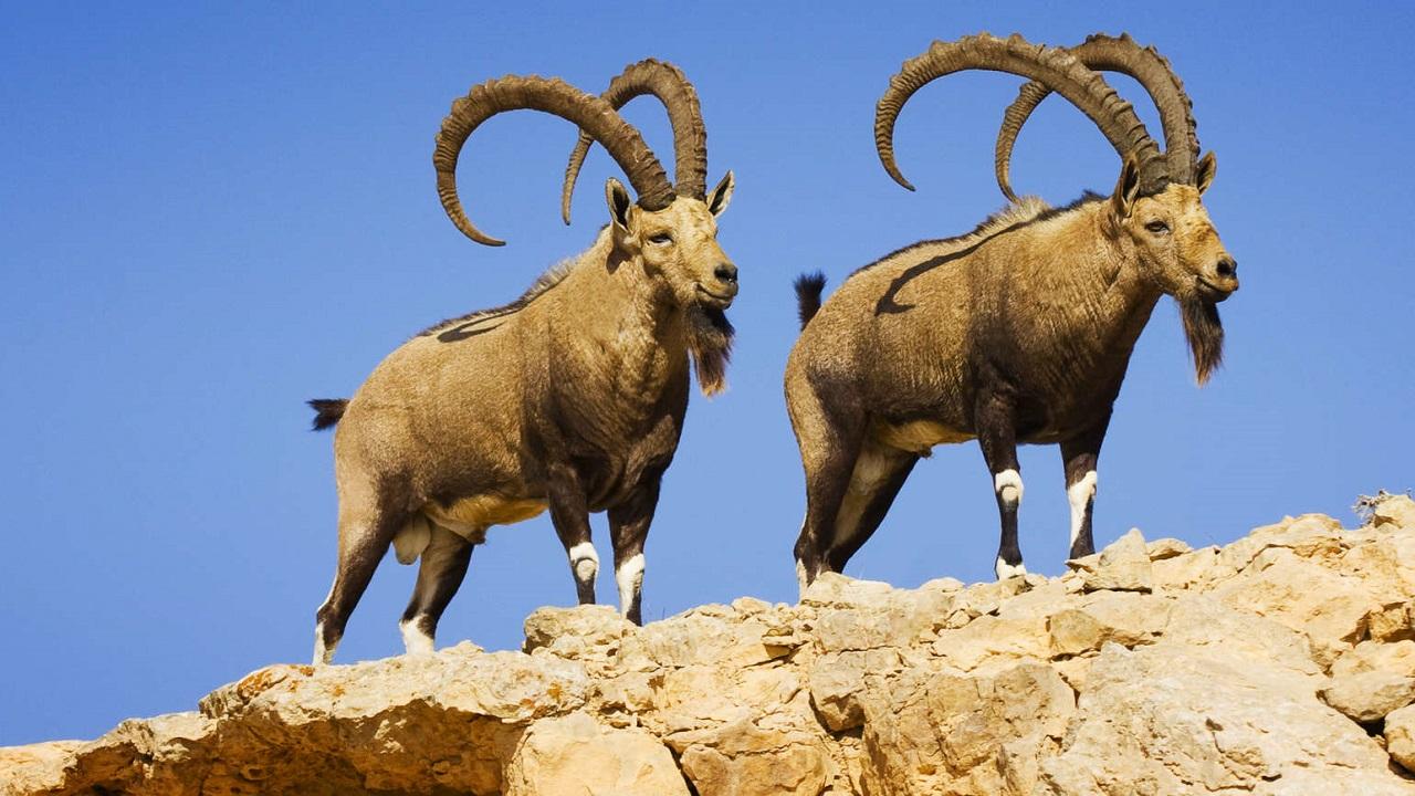 Wild Israel