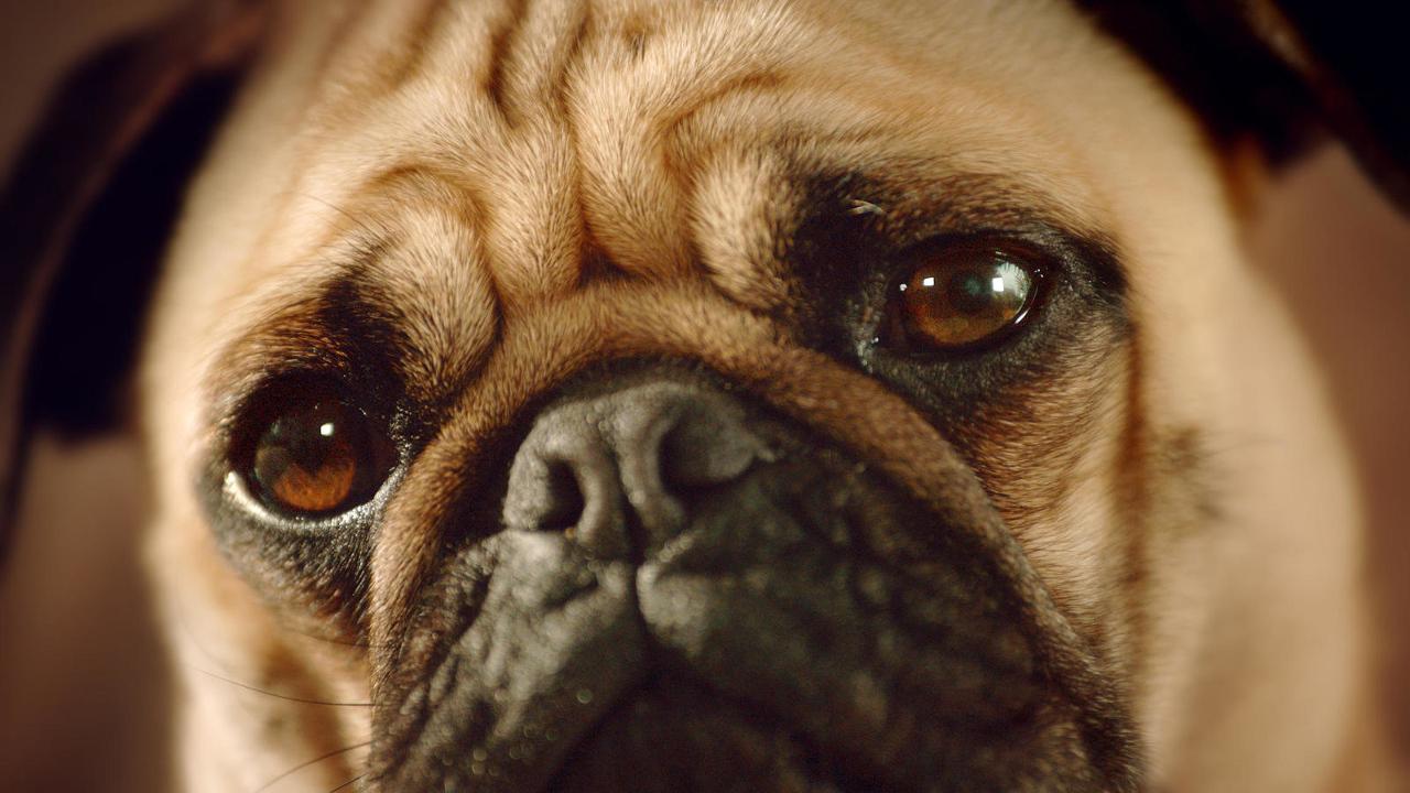 Dogs: An Amazing Animal Family