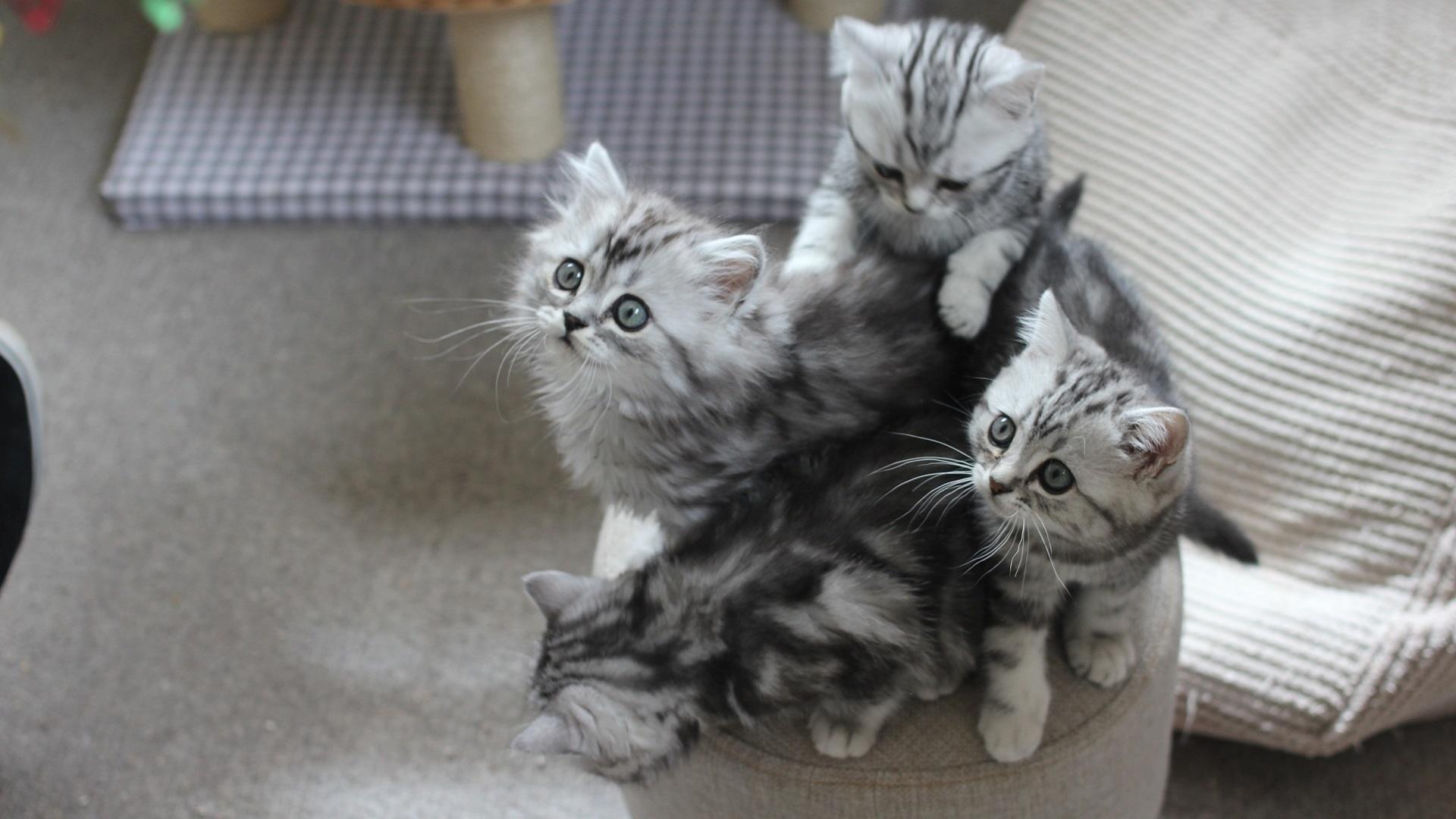 The Wonderful World of Puppies and Kittens