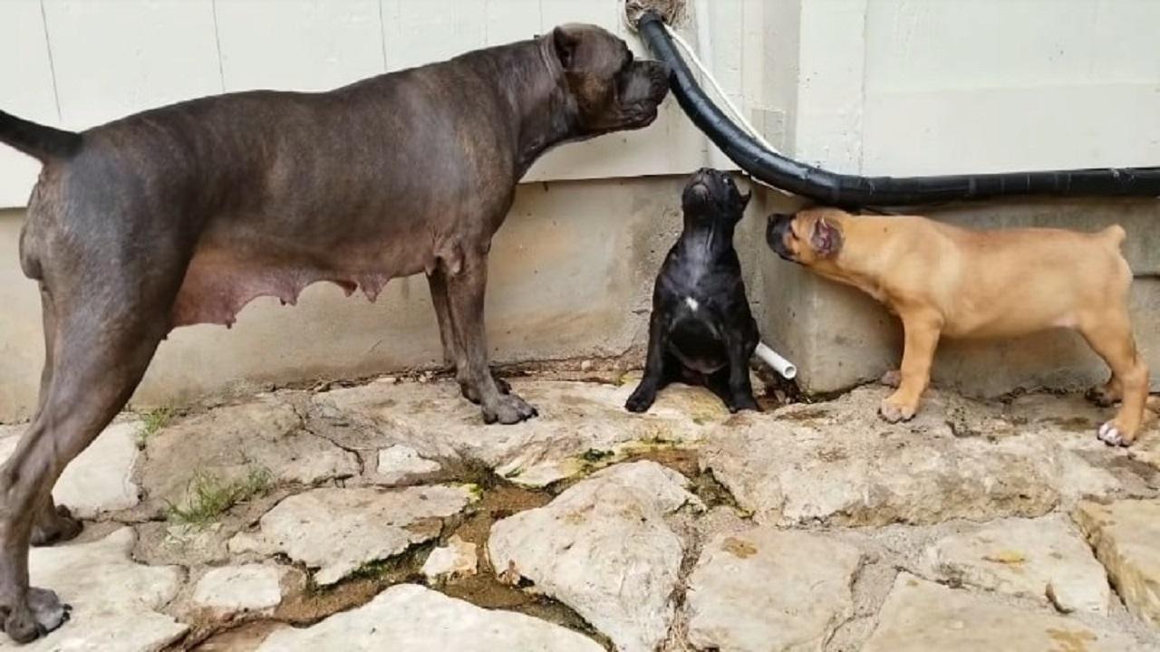 Senza Tempo Cane Corso