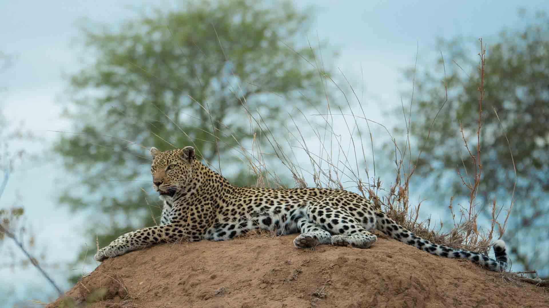 Keeping Up with the Kruger
