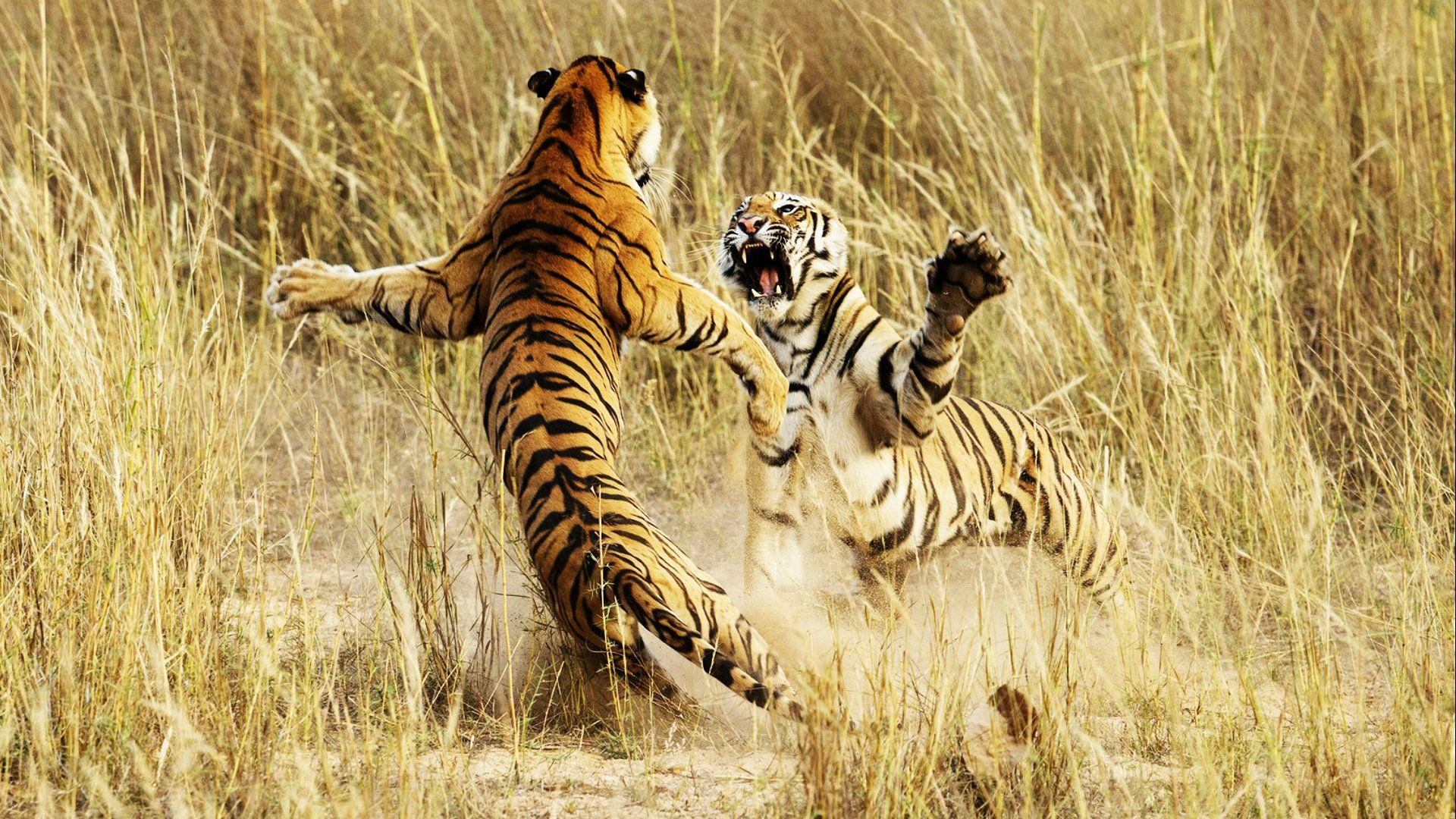 Animal Fight Night
