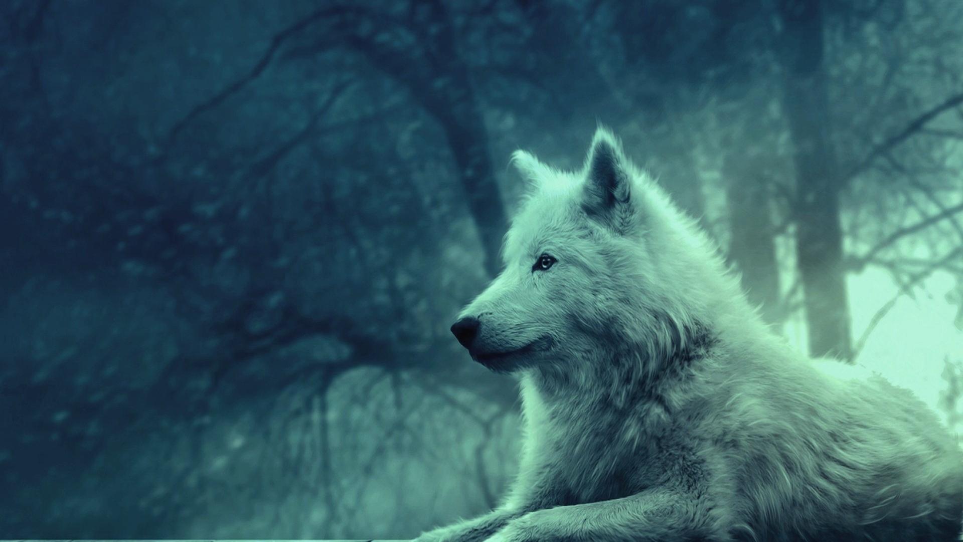 Yellowstone Wolf Dynasty