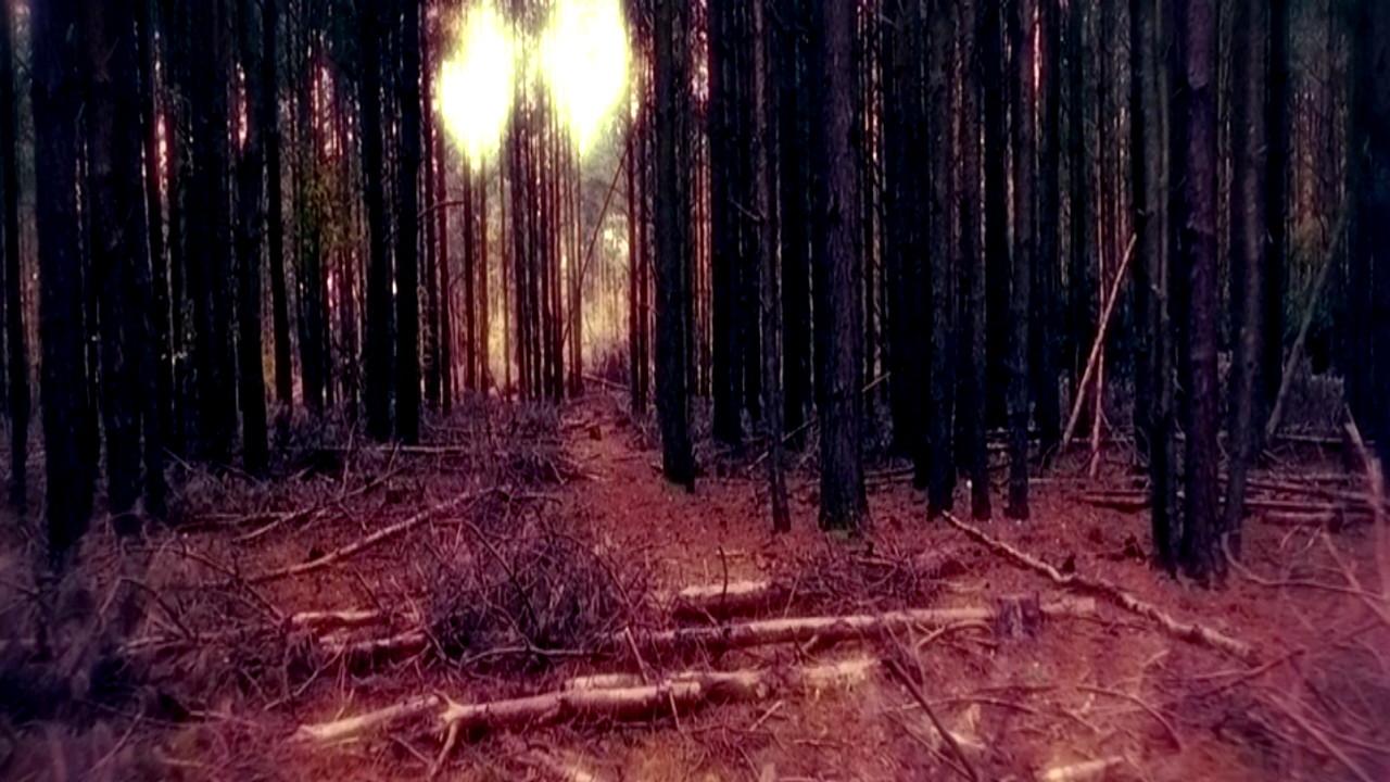 Shallow Grave – Dem Killer auf der Spur
