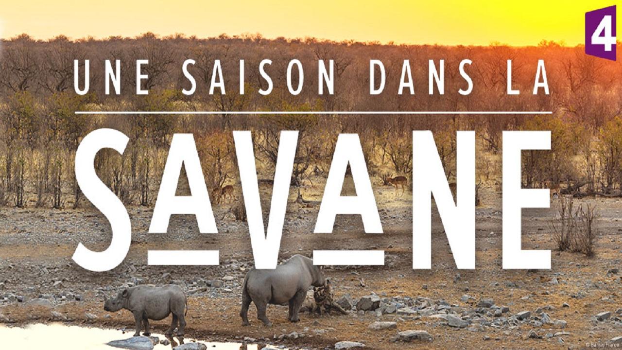 Une saison dans la savane