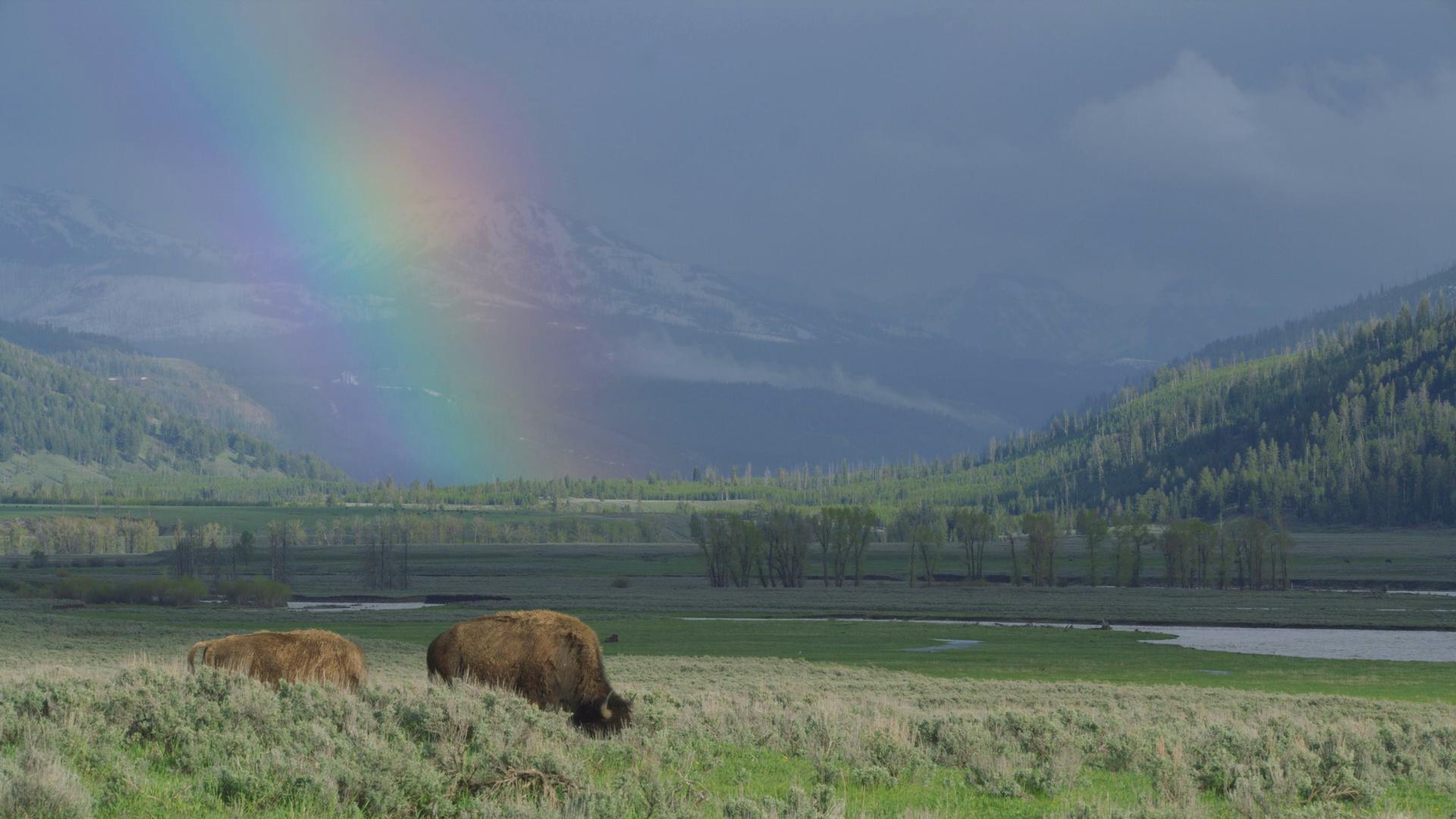 Epic Yellowstone